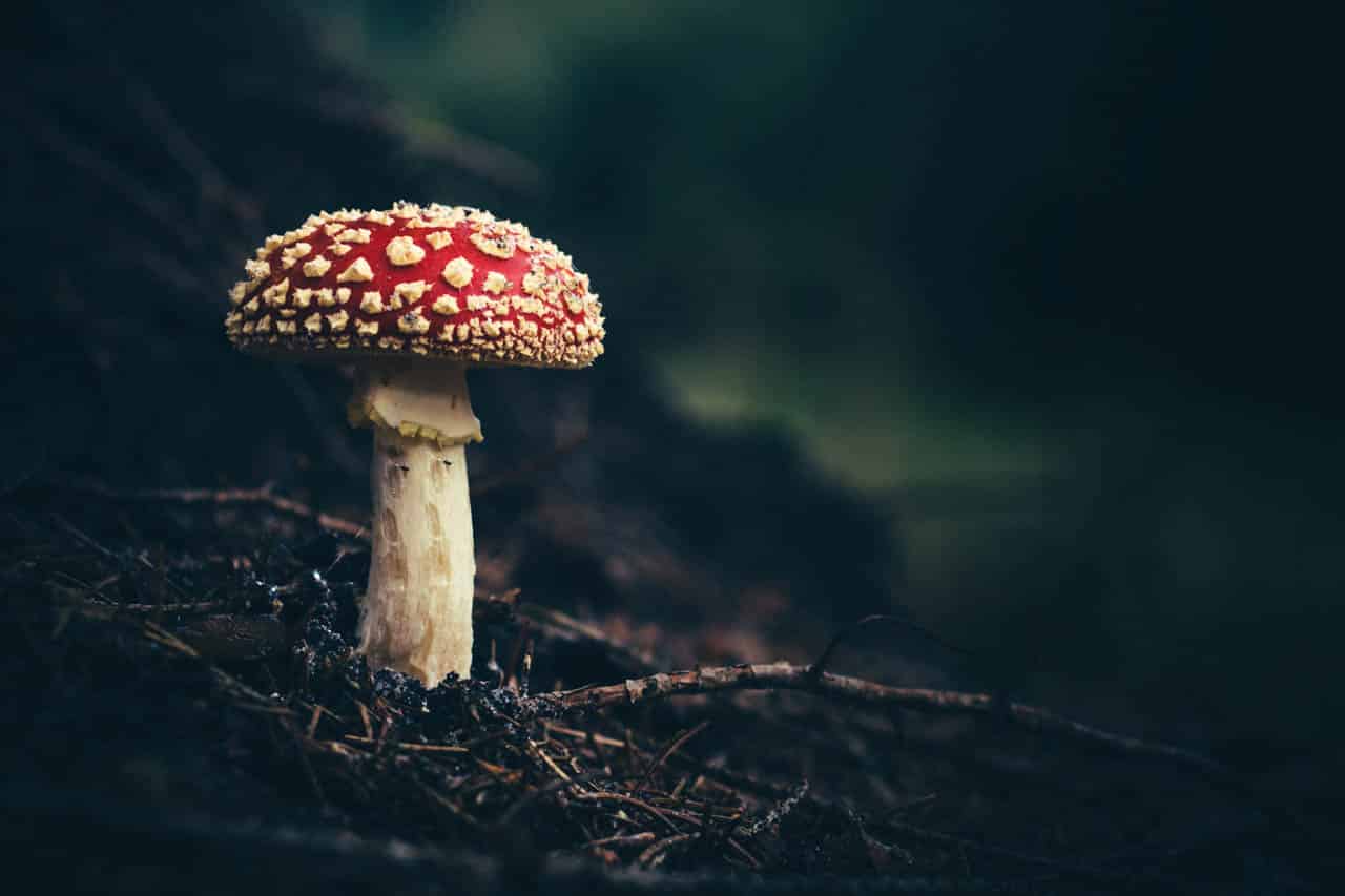 An amanita muscaria (fly argic) mushroom on the forest floor.