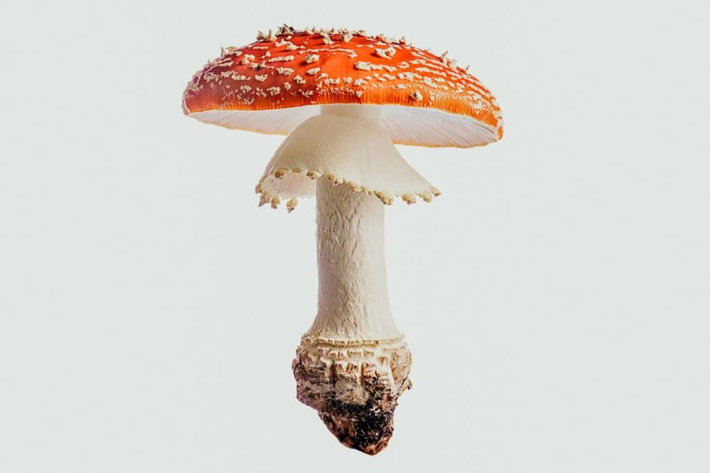 an amanita muscaria mushroom, fly argic, on a blank background