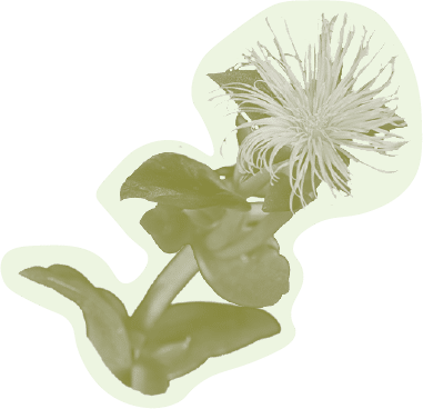 A monochrome image of a flower from the Kanna plant on a cream background