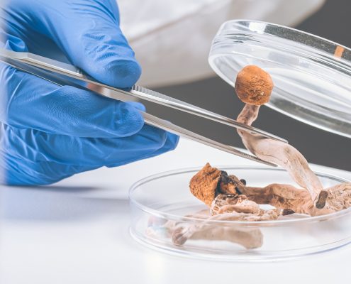 mushrooms being taken out of a petri dish for mushroom testing
